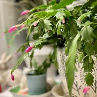 シャコバサボテン,シャコバサボテン,お風呂場緑化計画,今日のお花,ピンク❤︎ピンクの画像