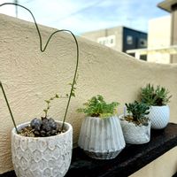 亀甲竜,オトンナ レトロルサ,ペラルゴニウム・アッペンディクラツム,オトンナ・ユーフォルビオイデス,多肉植物の画像