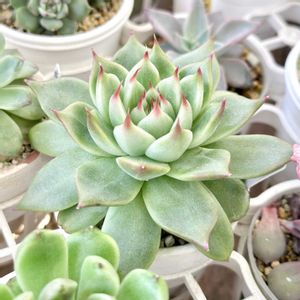 エケベリア トスカネッリ,成長記録 トスカネッリ,エケベリア トスカネリ,神奈川タニラー,多肉男子の画像