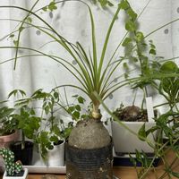 トックリランの画像