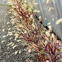エノコログサ,道端,素敵な出会いに感謝,美しい✨✨,木曜モフモフの画像