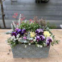 アリッサム,シロタエギク,葉牡丹,エレモフィラ スノークリスタル,ユーフォルビア フロステッド フレームの画像