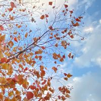 ナンキンハゼの画像