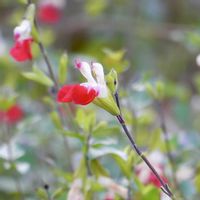 チェリーセージ,自然,初冬,花の写真,紅白の花の画像