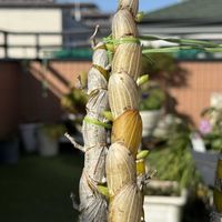 デンドロビウム,オレンジピール,Den. Pittero Gold 'Diamond Ring',デンドロビウム ピッテロ ゴールド 'ダイヤモンド リング',洋ランの画像