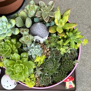 センペルビウム,多肉植物,多肉中毒,ベランダ多肉,センペルビウムの紅葉の画像