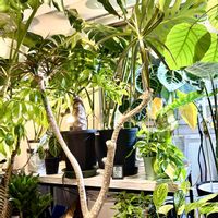 アンスリウム,ドラセナ,モンステラ,フィロデンドロン,ブラッサイアの画像