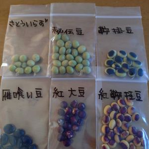 ブロウメアナ,サツマイモ,無農薬,キュンキュン乙女倶楽部,富山支部の画像