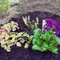 カルーナ,リシマキアリッシー,フリル咲きパンジー　バーガンディの画像