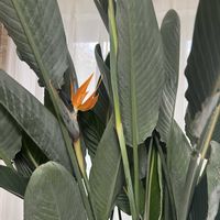 ストレリチア,ストレリチア・レギネ,鉢植え,楽しみ〜,花のある暮らしの画像