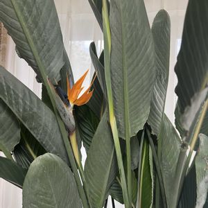 ストレリチア,ストレリチア・レギネ,鉢植え,楽しみ〜,花のある暮らしの画像