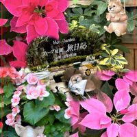 アネモネ,プリンセチア,GSのみなさんに感謝♡,コラージュ,❤️いいね、ありがとうの画像