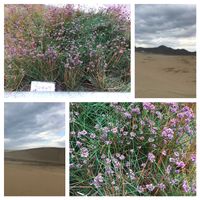 ラッキョウの画像