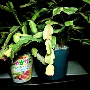 シャコバサボテン,デンマークカクタス,斑入りデンマークカクタス,斑入りシャコバサボテン,アガベ　ロイヤルフラッシュの画像