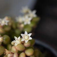 ツワブキ,ブロウメアナ, レディジア,多肉植物,植中毒の画像