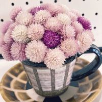 センニチコウ,千日紅,クリスマスの画像