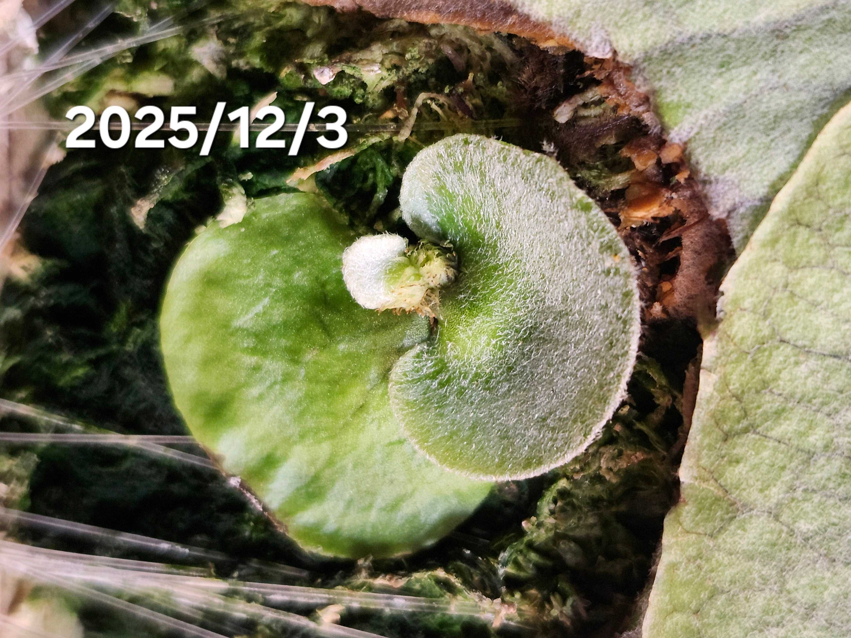 FSQとは？ ビカクシダの森