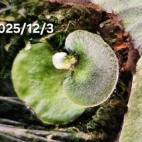 ビカクシダ,Platycerium 'Nokogiri',ビカクシダ 'ノコギリ',子株,観葉植物の画像