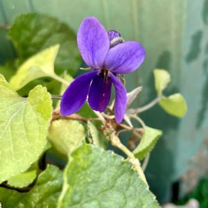 ガザニア,サザンカ,ニオイスミレ,バラ,ミニバラの画像