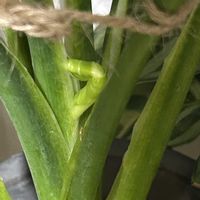 クッカバラ,セローム,カラテア・オルビフォリアの画像