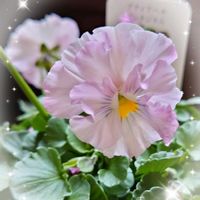 ビオラ プティフール,ハルグリン プティフール,プティフール ピンクジャム,寄植え,プランター植えの画像