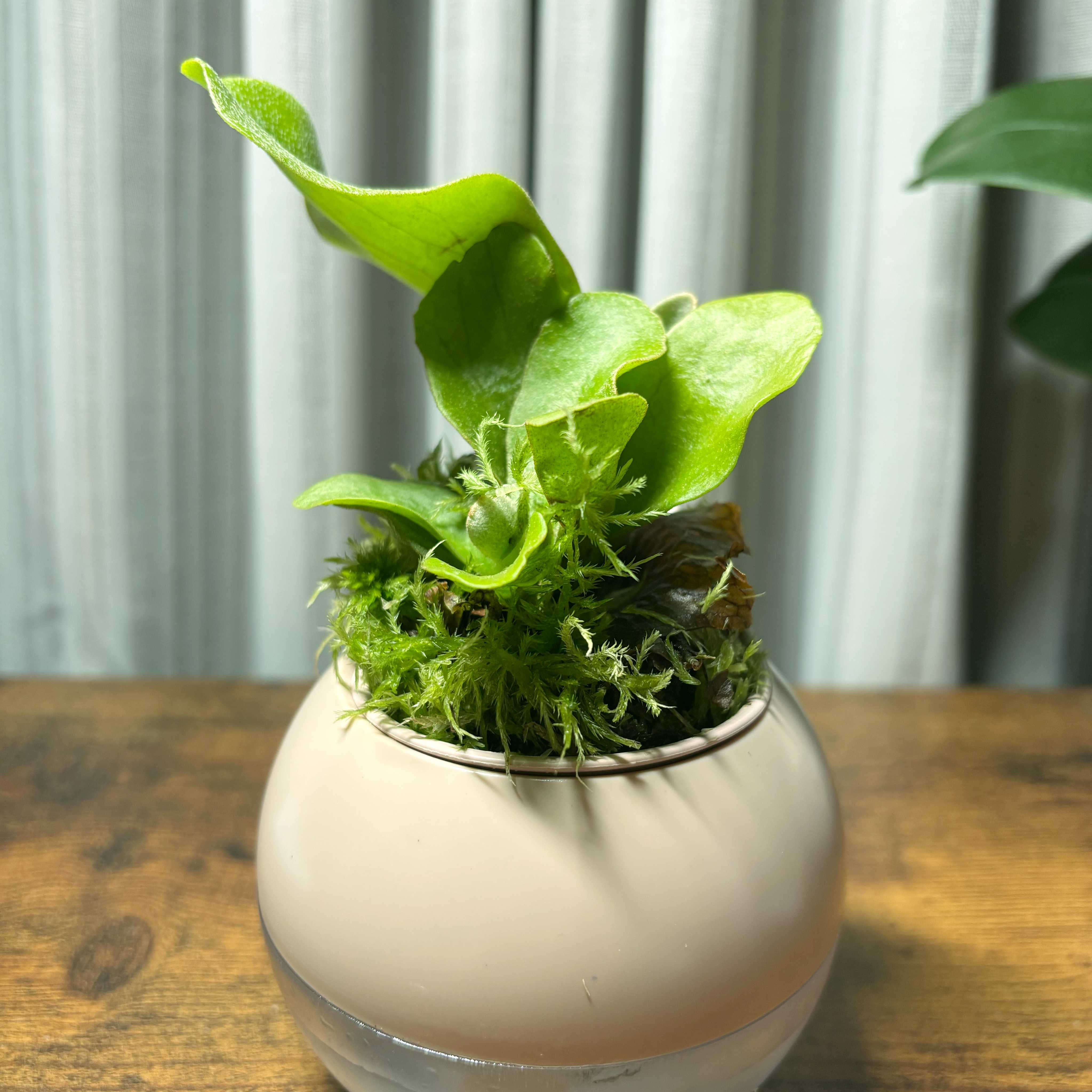 FSQとは？ ビカクシダの森