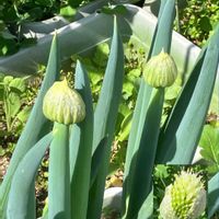 バーベナ,バーベナ,バラ,バラ,ネギの画像