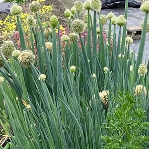 玉ねぎ,葱坊主,ネギ,三角葱(ミツカドネギ）,三角葱(ミツカドネギ）の画像