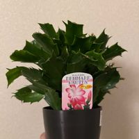 熊童子,へデラ,多肉植物,観葉植物,シャコバサボテンマナムスメの画像