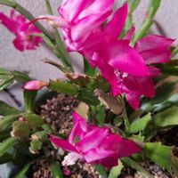 クレマチス,シャコバサボテン,ハートカズラ,デンマークカクタス,いつもありがとう♡の画像