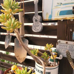 多肉植物,多肉男子,棒の日,次の日の画像