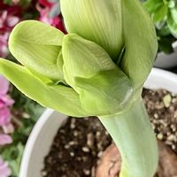 アマリリス,アマリリス,球根植物,癒し,季節外れの画像