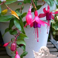 フクシア,フクシア エンジェルスイヤリング,元気！,挿し木から成長,バッサリ！の画像