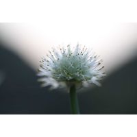 ネギ,ネギ,ネギ坊主,ネギ坊主,コハコベの画像