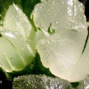 ピグマエア　ミュータント,ハオルチア属,多肉ちゃん,ボタニカルライフ,ベランダーの画像