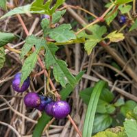 ノブドウ,ツルボ,キレハノブドウ,ノブドウの実,馬ロックの画像