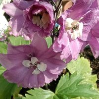 ガーベラ,ガーベラ,デルフィニウム,デルフィニウム,プチロータス ジョーイの画像