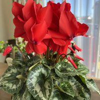 シクラメン,シクラメン,ガーデンシクラメン,ガーデンシクラメン,ガーデンシクラメンの画像