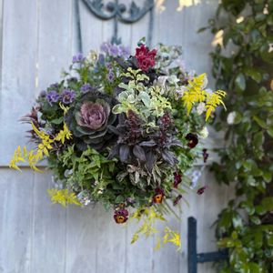 今日の一枚,ハンギングバスケットの画像