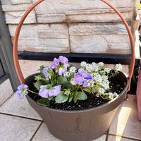 アリッサム,パンジー,パンジー,遅咲きひまわり,パンジー きものの画像