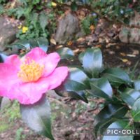 サザンカ,ヤツデ,アベリア,ヒメユズリハ,万博記念公園の画像