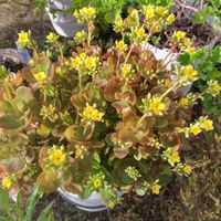 カランコエ,カランコエ,カランコエ,カランコエ,花のある暮らしの画像