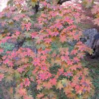 サザンカ,モミジ,ヒサカキ,万博記念公園の画像