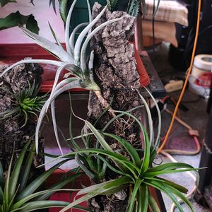 チランジア,チランジア,チランジア,チランジア,エアプランツの画像