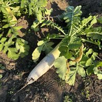 大根,収穫物,冬野菜,市民農園,無農薬有機栽培の画像