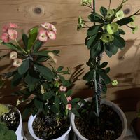 ハナキリン,花のある暮らし,季節のお花,我が家のお花,花好きの画像