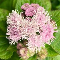 #ガーデニング,ピンクワールドへ ようこそ,エクステリアの画像