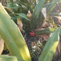 オモト,庭の画像