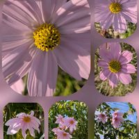 アリッサム,コスモス,コスモス,コスモス,皇帝ダリアの画像