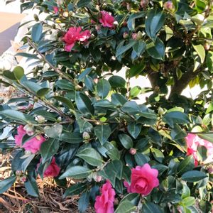 地植え,花のある暮らし,私の癒やし,駐車場の花壇にの画像